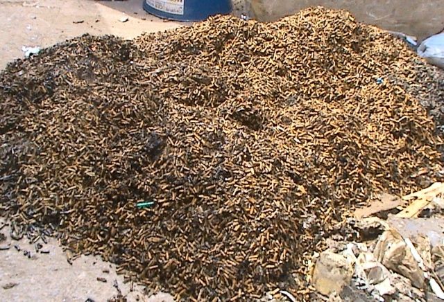 L’inquinamento dei mozziconi di sigaretta gettati a terra