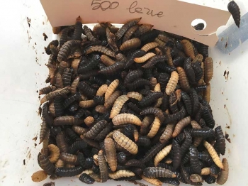 Residuo su fanghi 50%